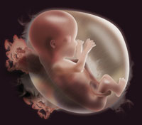 the embryo is in a state of weightlessness